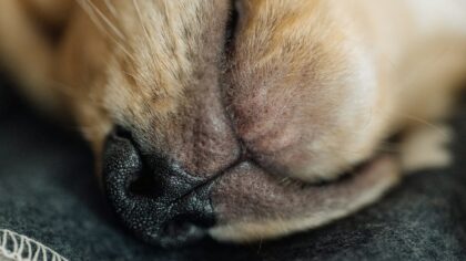Dog sleep basics and bedtime habits that keep your pet calm and healthy