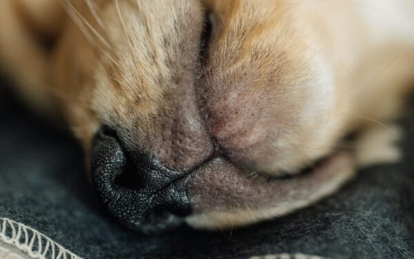 Dog sleep basics and bedtime habits that keep your pet calm and healthy