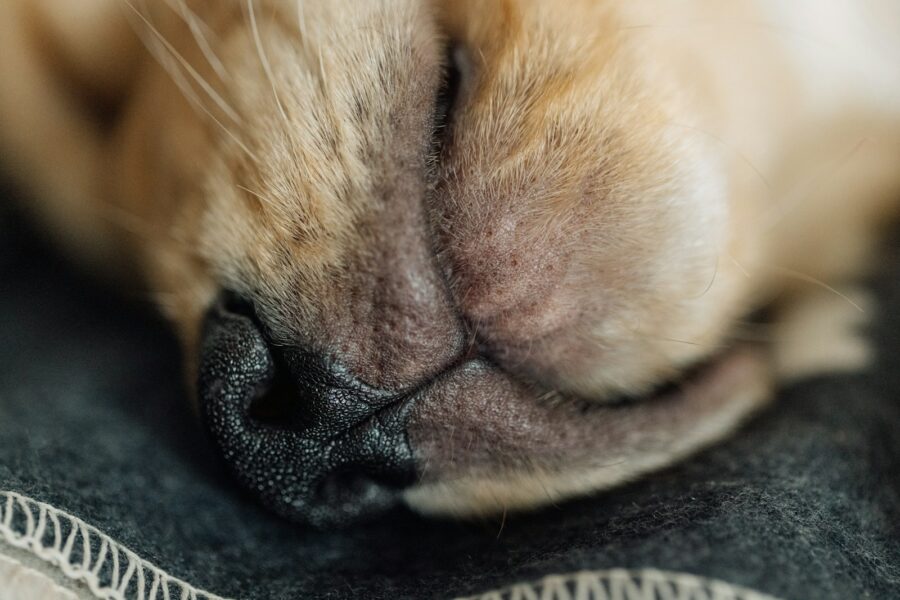 Sleeping dog cozy bed living room