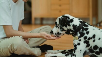 Dog treats done thoughtfully: how to reward your pet without harming their health