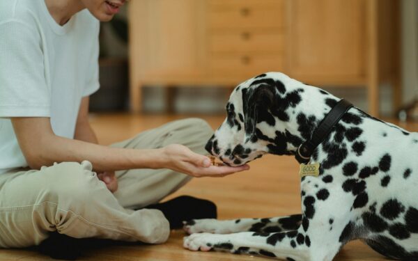 Dog treats done thoughtfully: how to reward your pet without harming their health