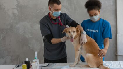 Dog vaccination basics every owner should understand
