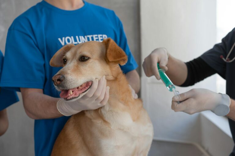Dog veterinary clinic vaccination table