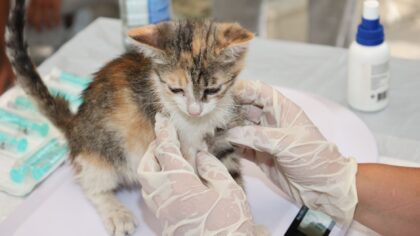 Dog vaccinations basics for new owners: what matters, when, and why
