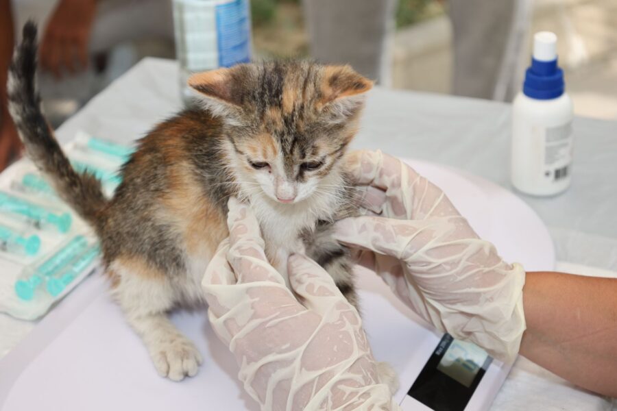 Vet giving vaccine