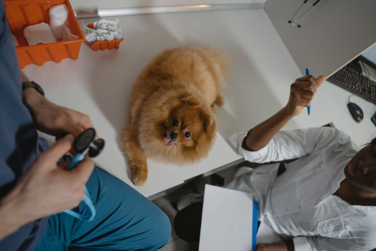 Vet giving vaccine