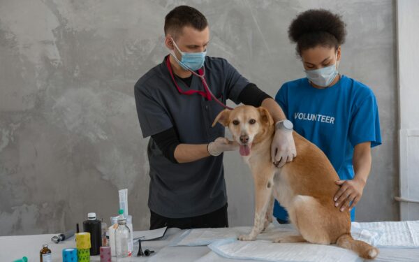 Dog vaccinations made simple: what every owner should know about core and optional shots