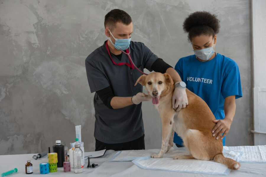 Dog veterinary clinic vaccination exam table