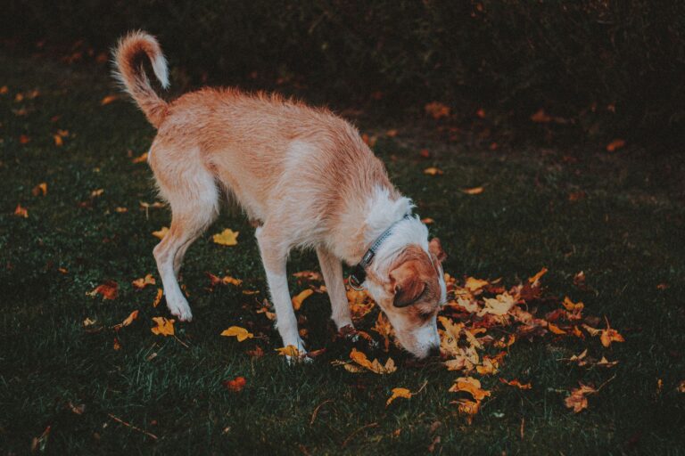 Dog sniffing meadow