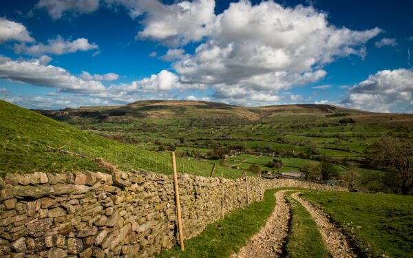 Easy country life with dogs: simple ways to help your dog thrive outside the city