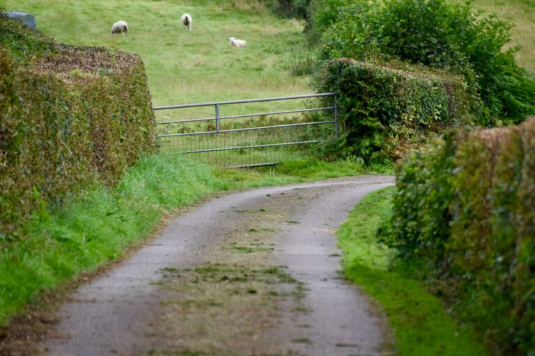 Dog walking dirt