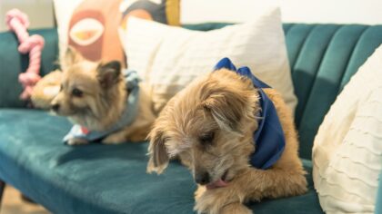 Easy dog playdates at home that feel relaxed and fun