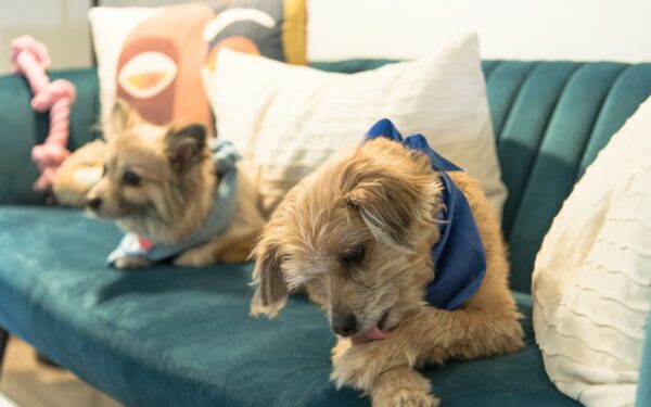 Easy dog playdates at home that feel relaxed and fun