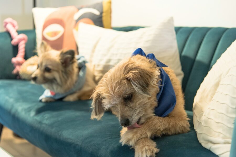 Two dogs playing