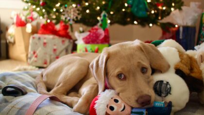 Essential dog supplies every owner should have at home