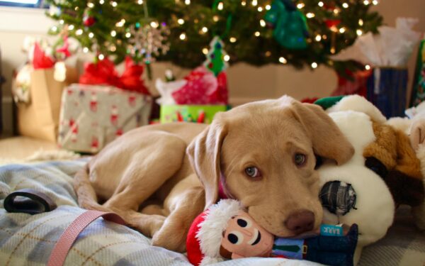Essential dog supplies every owner should have at home