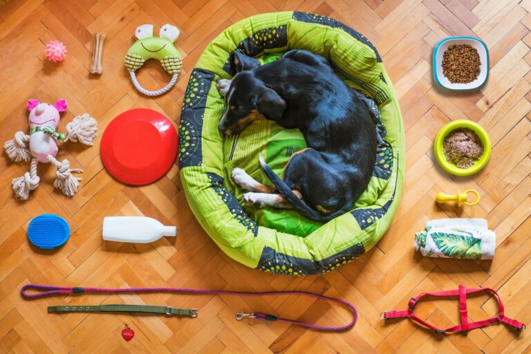 Dog supplies bed leash bowls toys