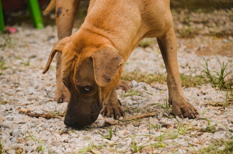Dog sniffing treats