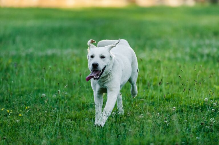 Dog running park