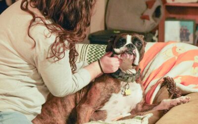 Everyday dog skin care at home: simple steps to spot and soothe common problems