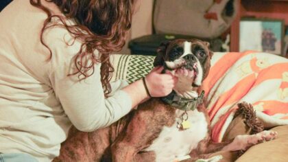 Everyday dog skin care at home: simple steps to spot and soothe common problems