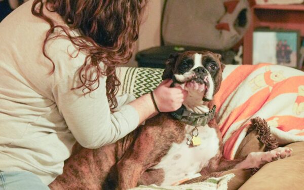 Everyday dog skin care at home: simple steps to spot and soothe common problems