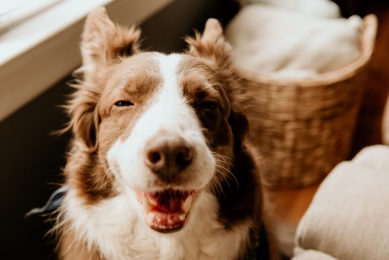 Happy dog snuffle