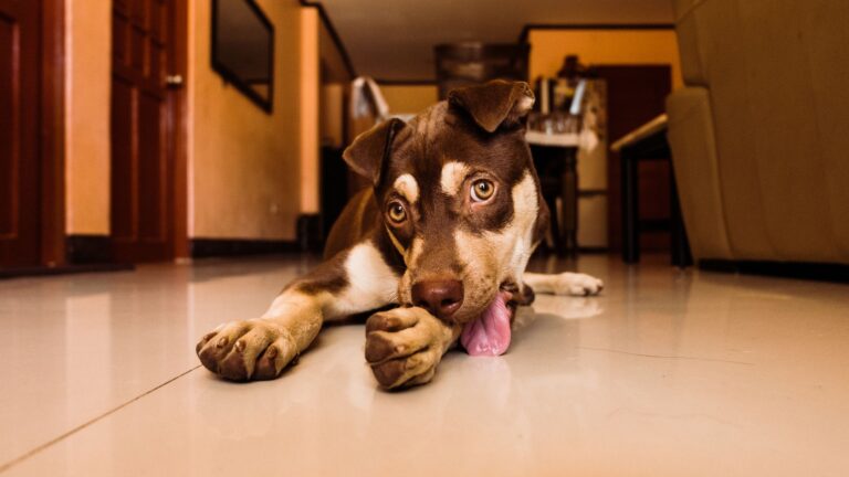 Dog licking mat