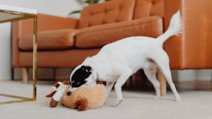 Everyday enrichment ideas that keep dogs happy, relaxed and easier to live with