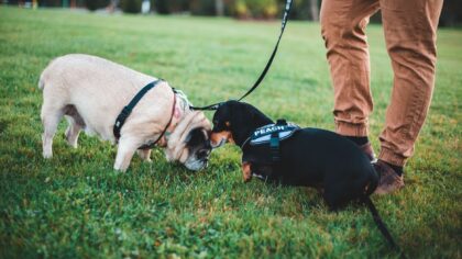 Everyday enrichment walks for dogs that turn the world into a puzzle