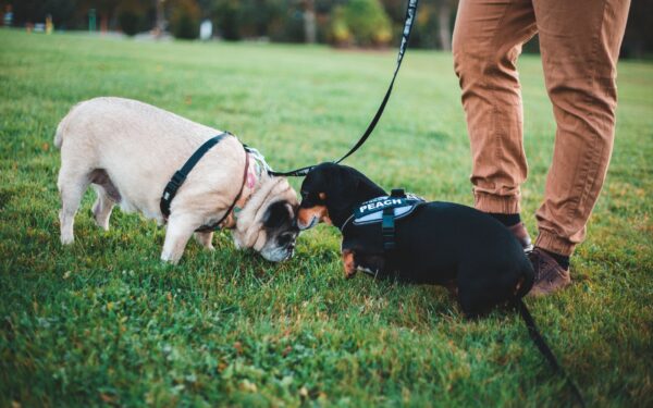Everyday enrichment walks for dogs that turn the world into a puzzle