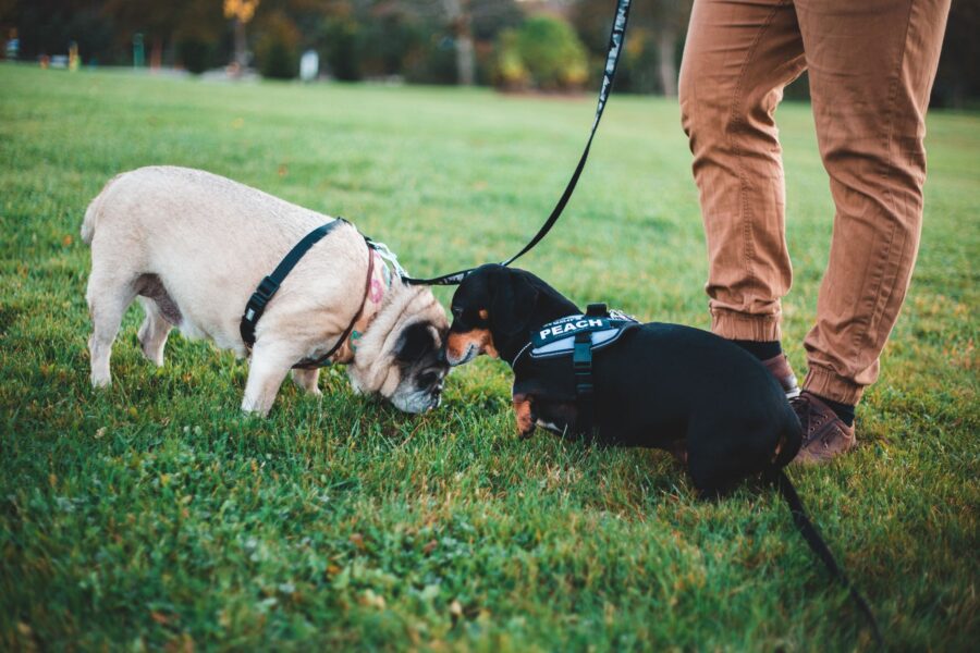 Dog sniffing grass