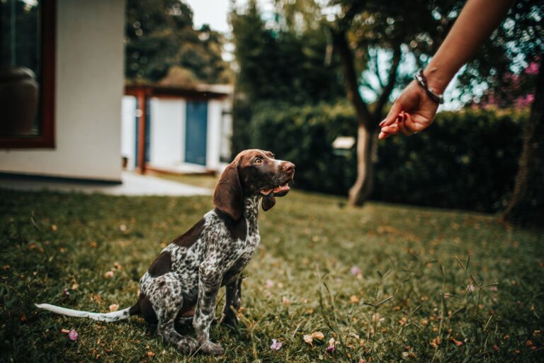 Puppy training treat