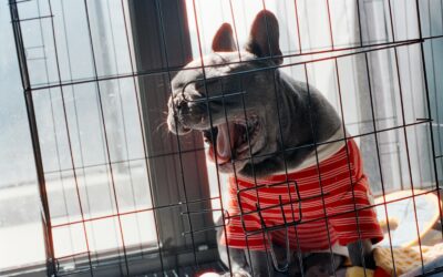 First-time puppy owner guide: from choosing a breed to surviving the first months