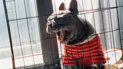 First-time puppy owner guide: from choosing a breed to surviving the first months