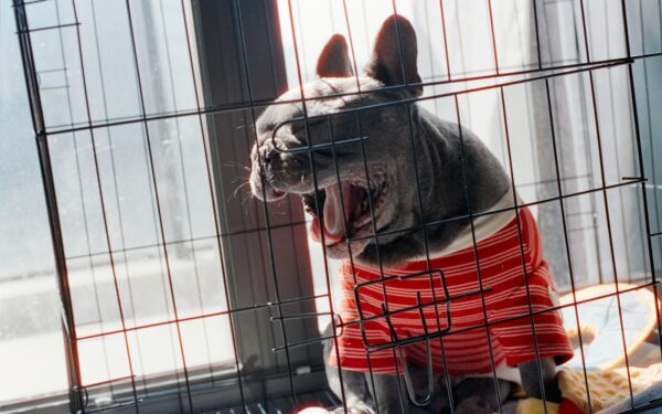 First-time puppy owner guide: from choosing a breed to surviving the first months