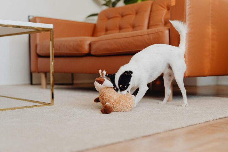 Owner playing tug toy small dog living room