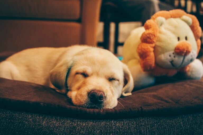 Small puppy sleeping cozy dog bed