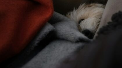 First weeks at home with a tiny dog: calm routines, bonding and basic care