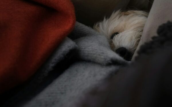 First weeks at home with a tiny dog: calm routines, bonding and basic care