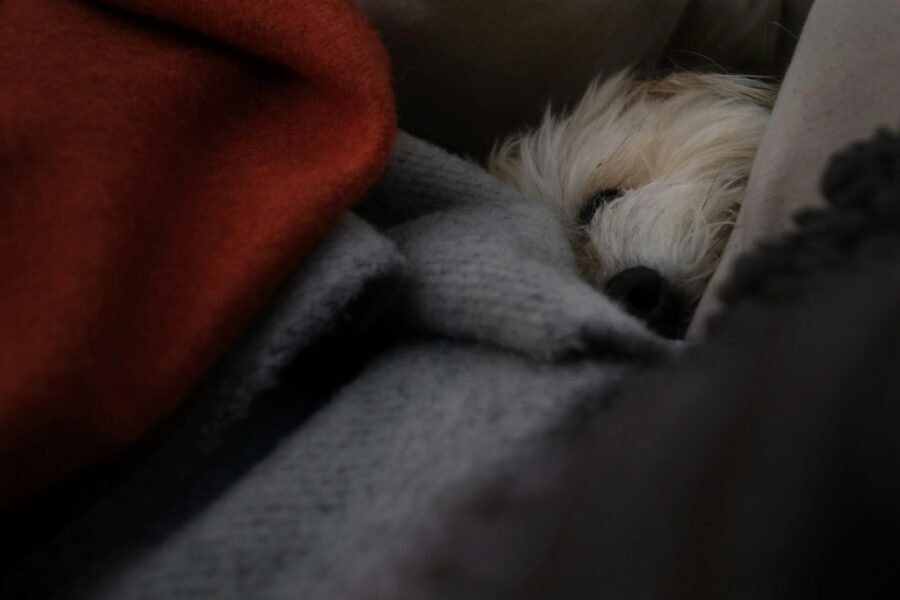Small puppy sleeping cozy dog bed