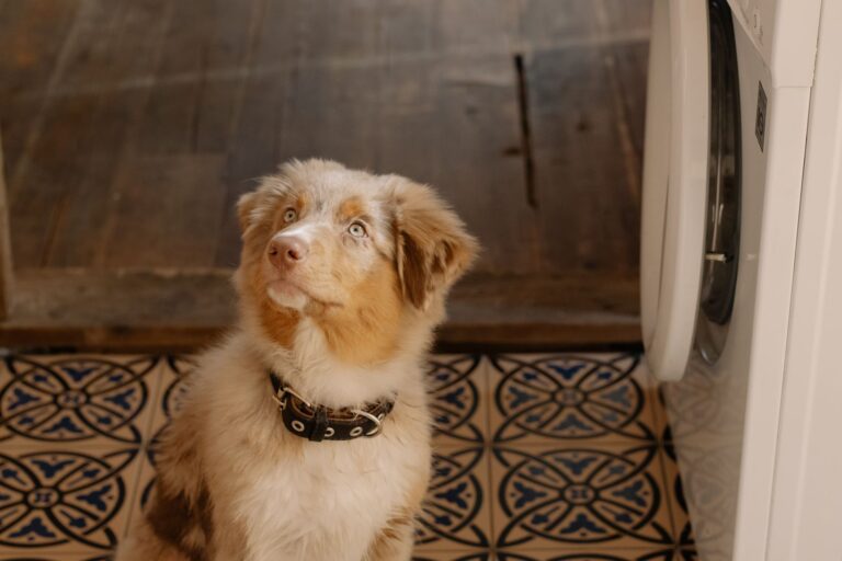 Australian shepherd puppy