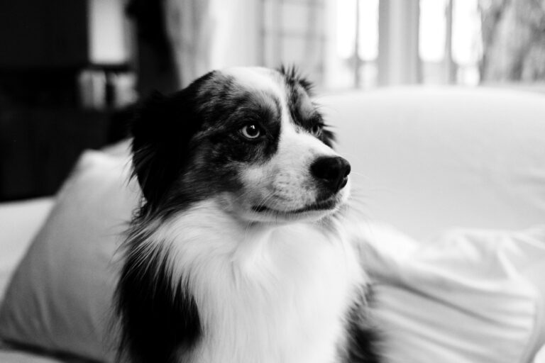 Border collie puppy