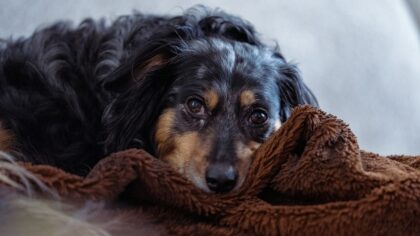 First weeks with a herding breed puppy: calm, consistent habits for a happy working mind