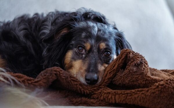 First weeks with a herding breed puppy: calm, consistent habits for a happy working mind