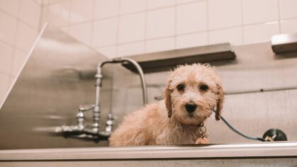 Gentle bathing for young dogs: how often, how to do it and what to avoid