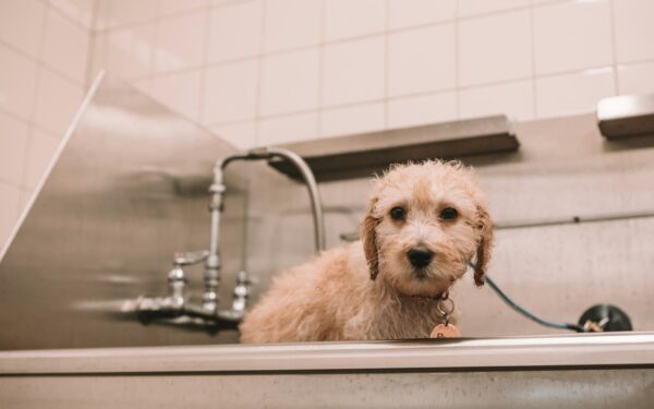 Gentle bathing for young dogs: how often, how to do it and what to avoid