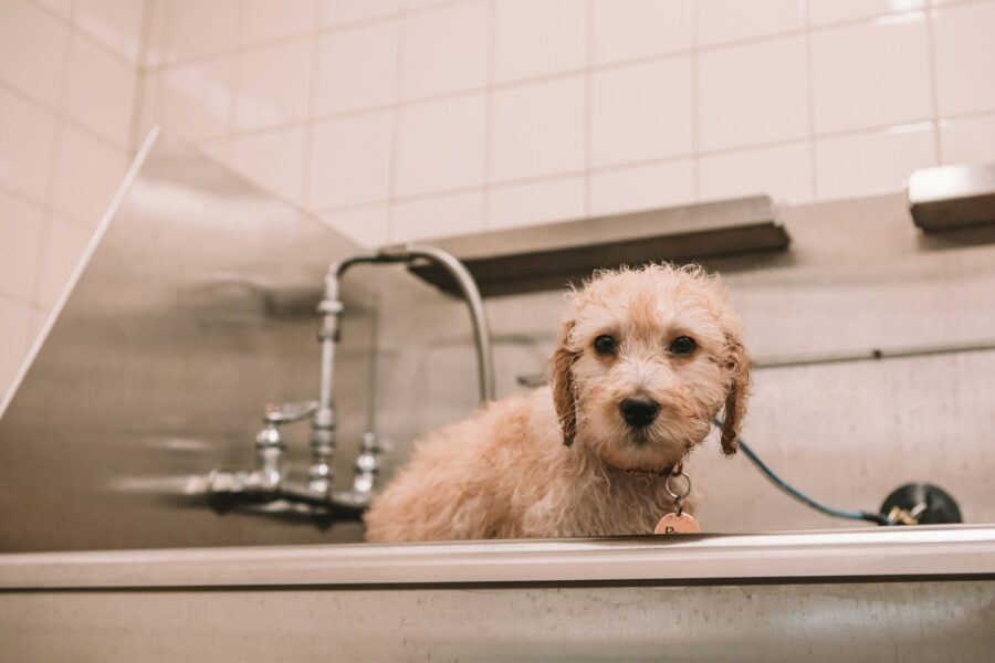 Young dog bath