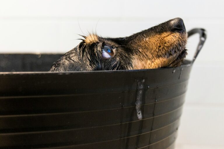 Young dog bath