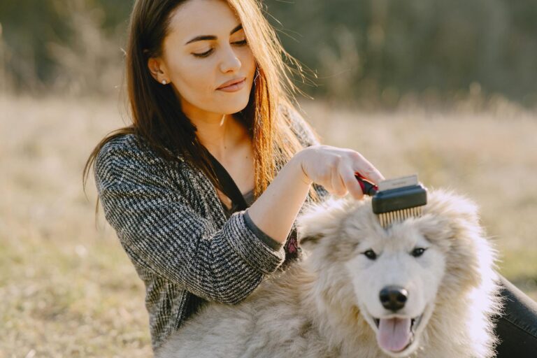 Dog brushing close fur dog grooming tools comb